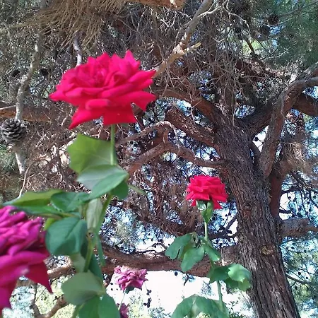 וילה Rodos Paradise *